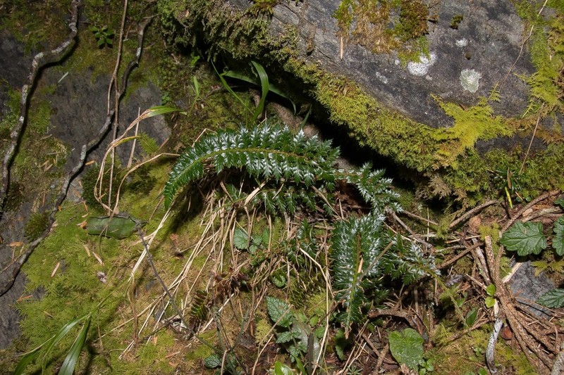 Polystichum acanthophyllum photo 2