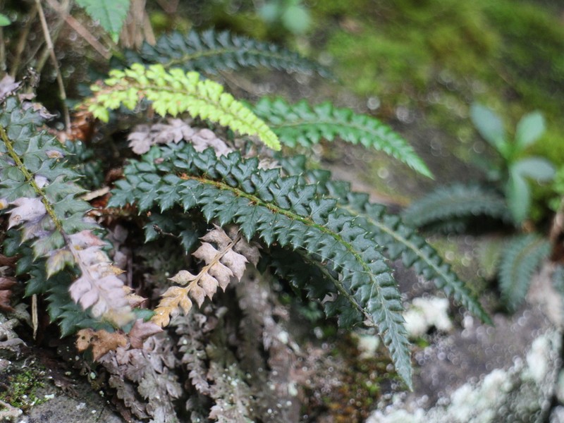 Polystichum acanthophyllum photo 3
