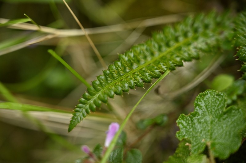 Polystichum acanthophyllum photo 4