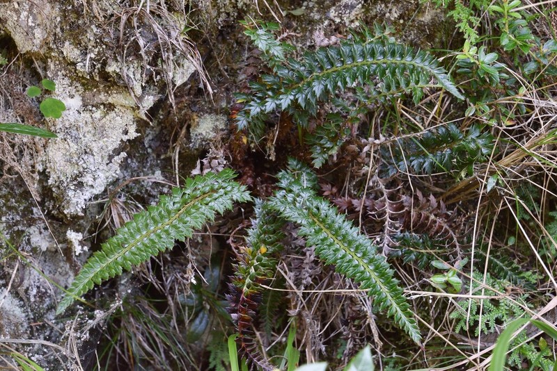 Polystichum acanthophyllum photo 5