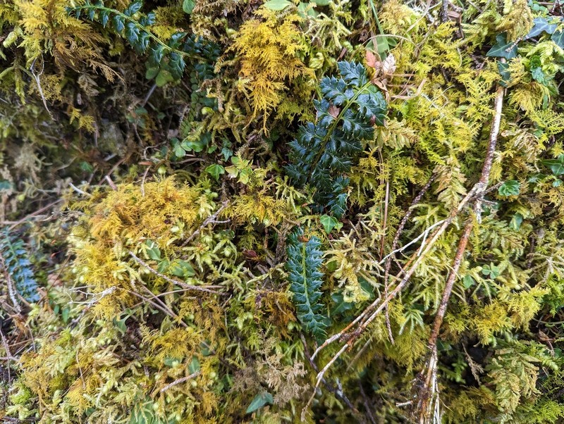 Polystichum acanthophyllum photo 6