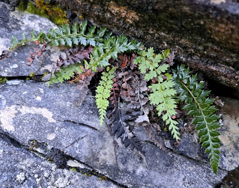 Polystichum acanthophyllum photo 7