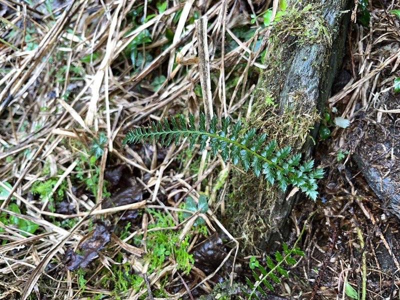 Polystichum acanthophyllum photo 8