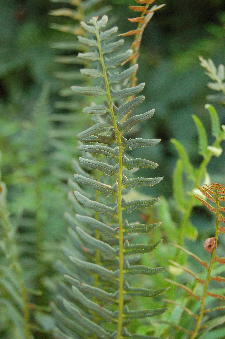 Christmas Fern photo 4