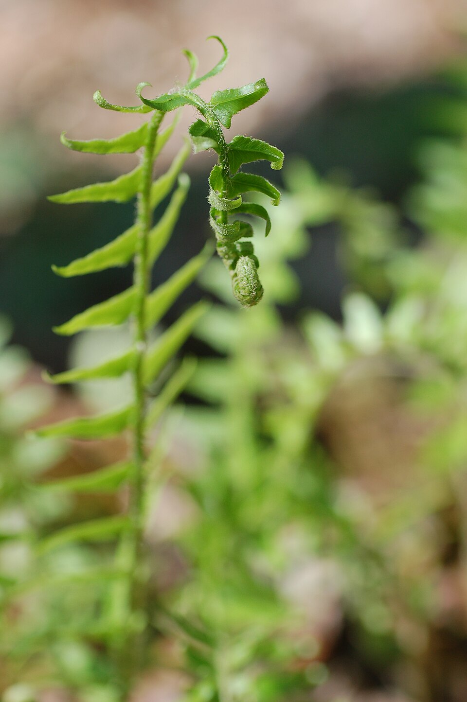 Christmas Fern photo 5