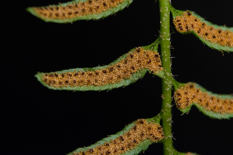Christmas Fern photo 6