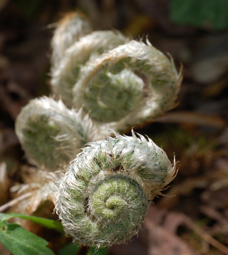 Christmas Fern photo 2