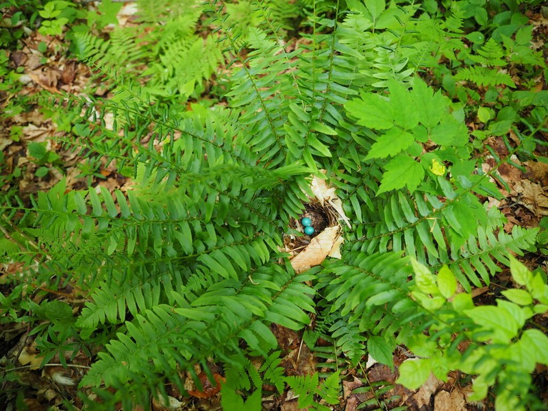 Christmas Fern photo 5