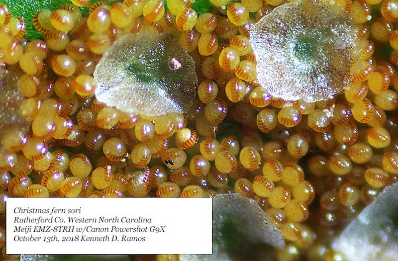 Christmas Fern photo 6