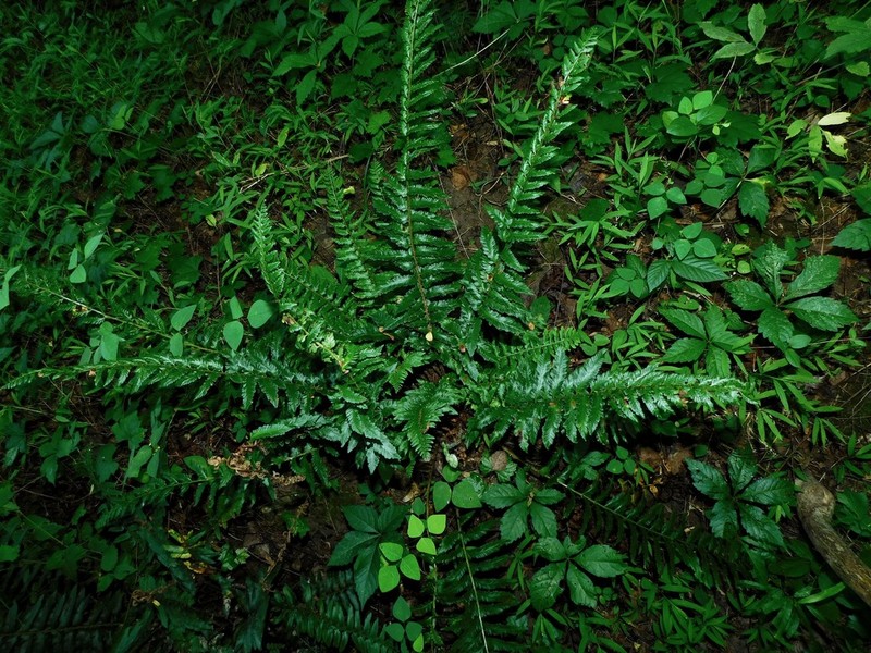 Christmas Fern photo 7