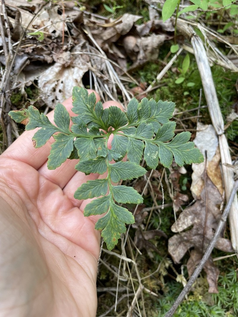 Christmas Fern photo 8