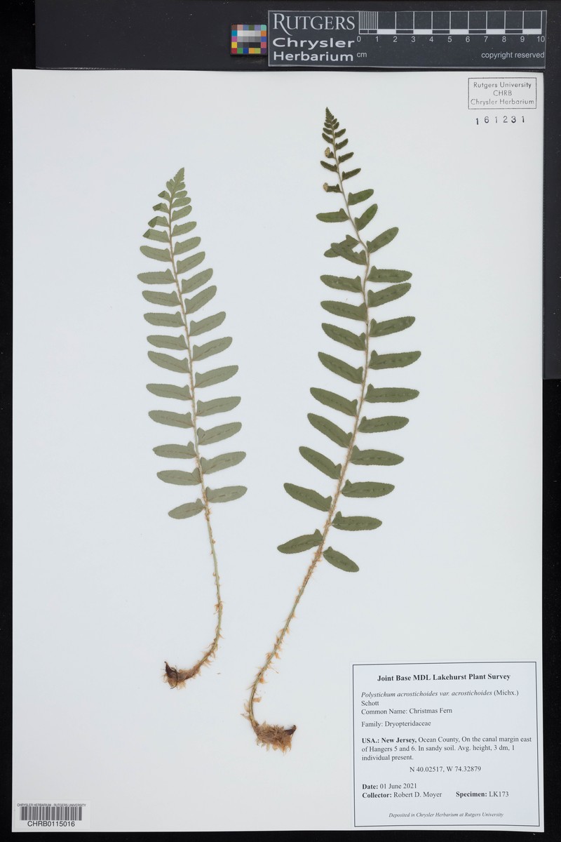 Polystichum acrostichoides var. acrostichoides