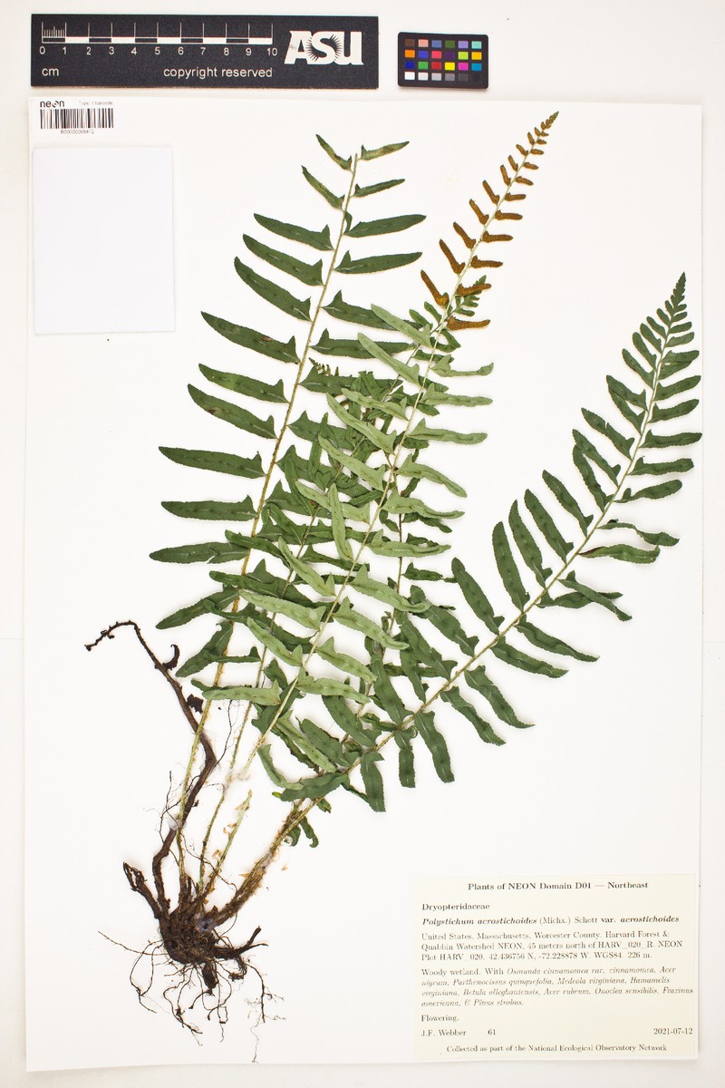 Polystichum acrostichoides var. acrostichoides photo 2