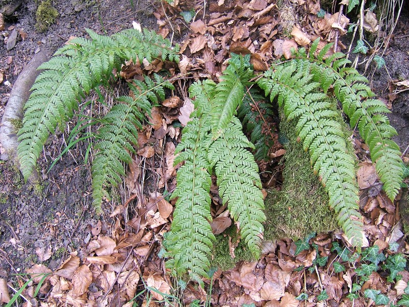 Polystichum aculeatum photo 2