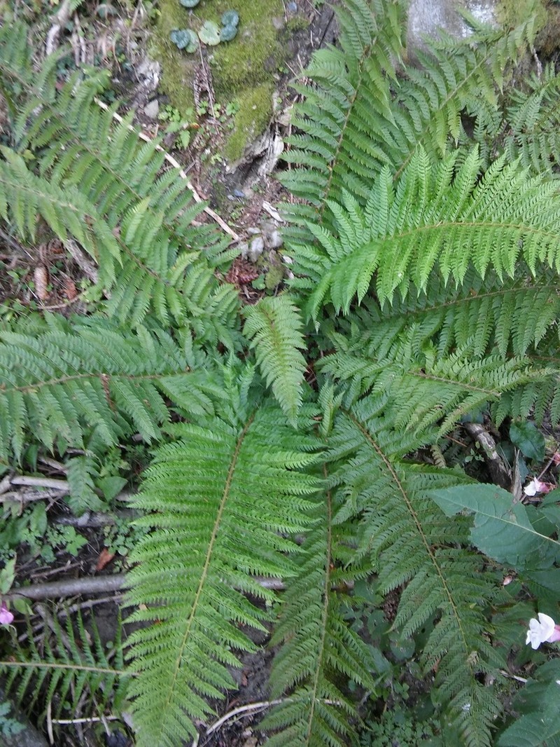 Polystichum aculeatum photo 3