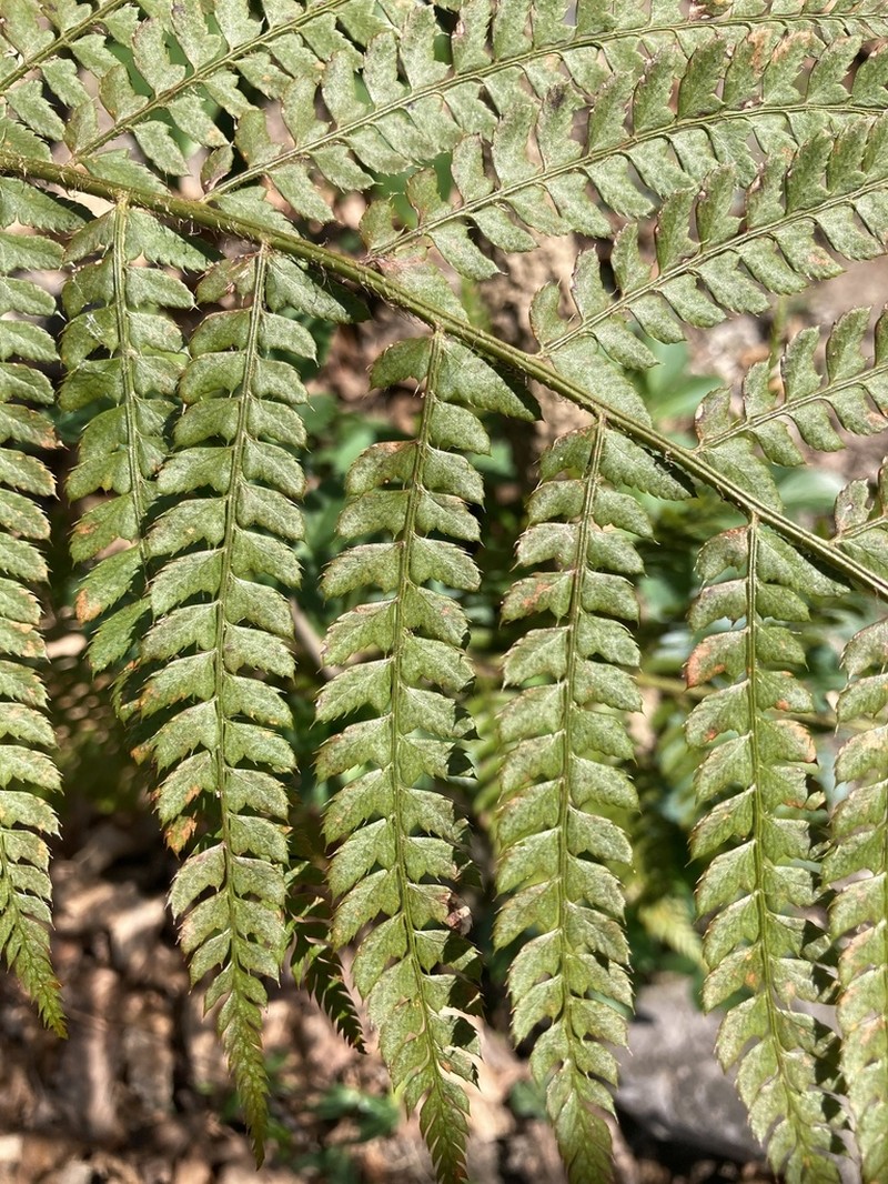 Polystichum aculeatum photo 4