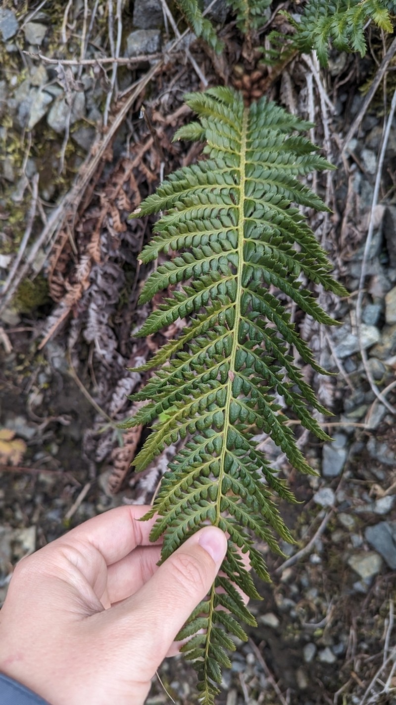 Polystichum aculeatum photo 5