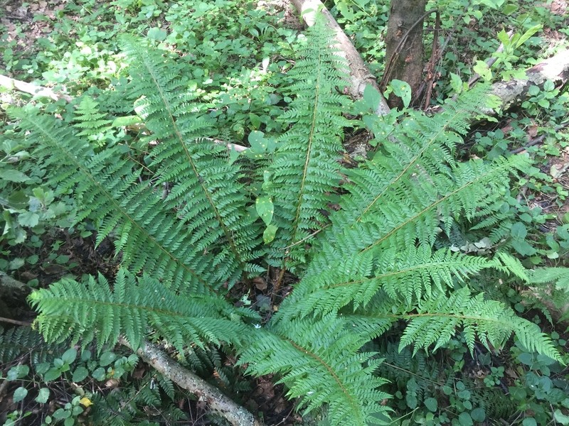 Polystichum aculeatum photo 6