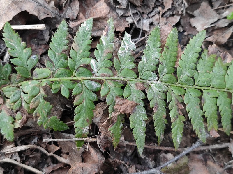 Polystichum aculeatum photo 7