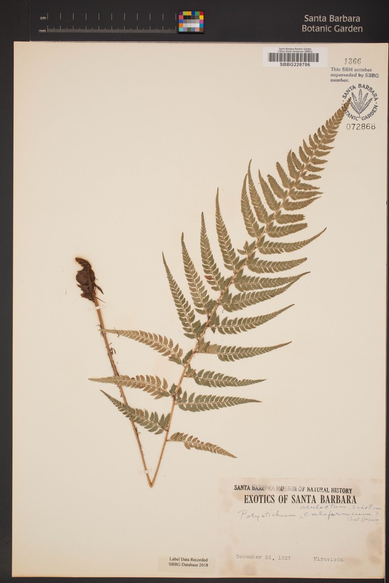 Polystichum aculeolatum