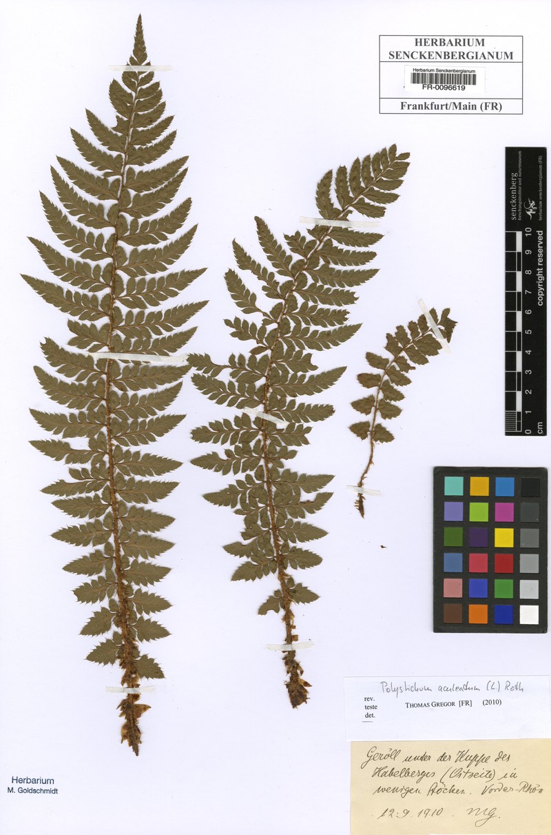 Polystichum aculeolatum photo 2