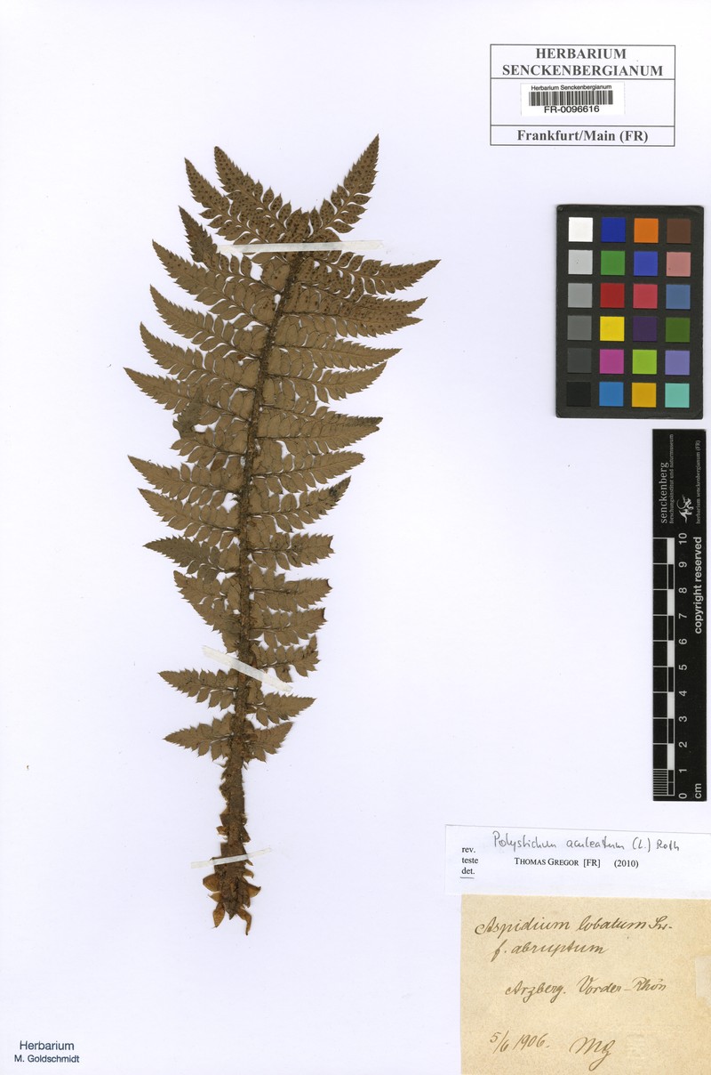 Polystichum aculeolatum photo 3
