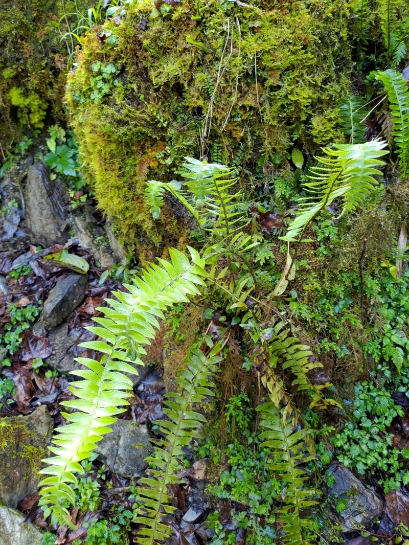 Polystichum acutidens