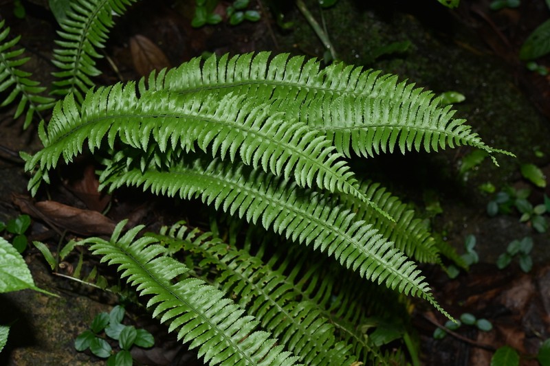 Polystichum acutidens photo 2