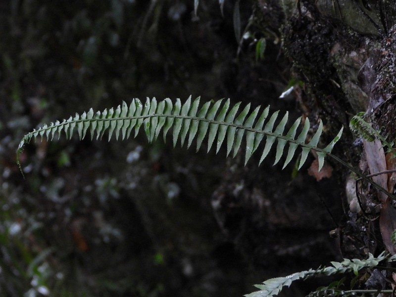 Polystichum acutidens photo 3