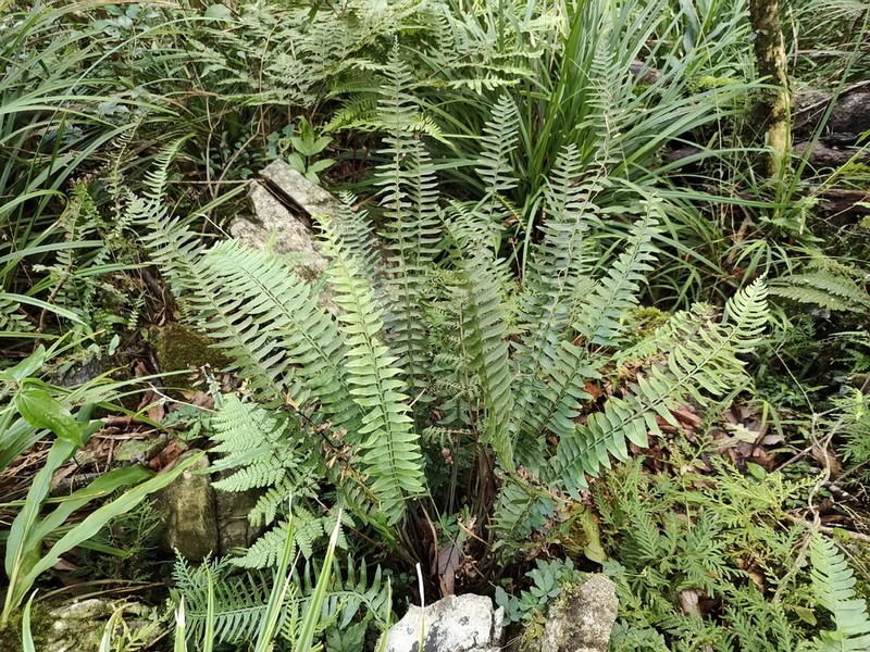 Polystichum acutidens photo 4