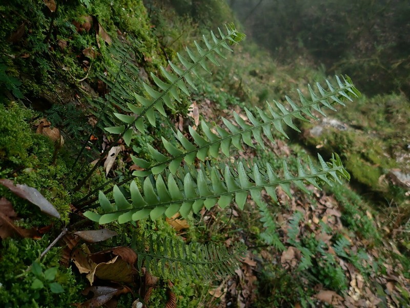 Polystichum acutidens photo 5