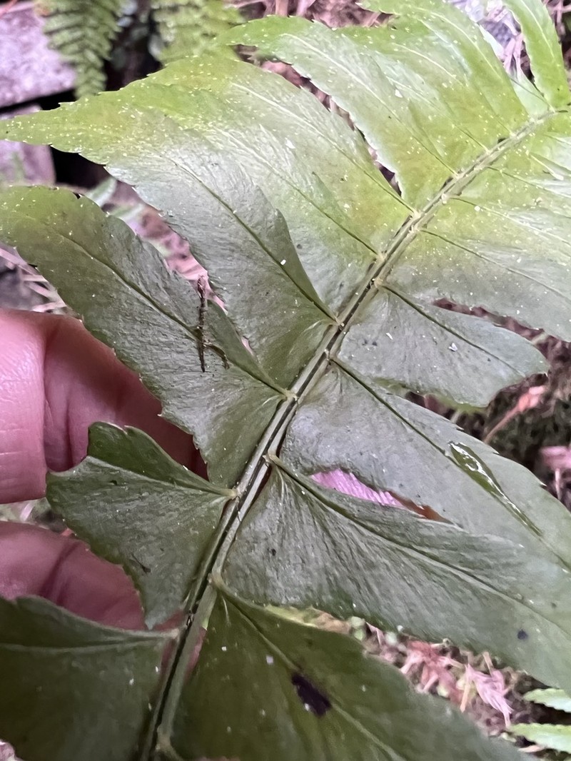 Polystichum acutidens photo 6