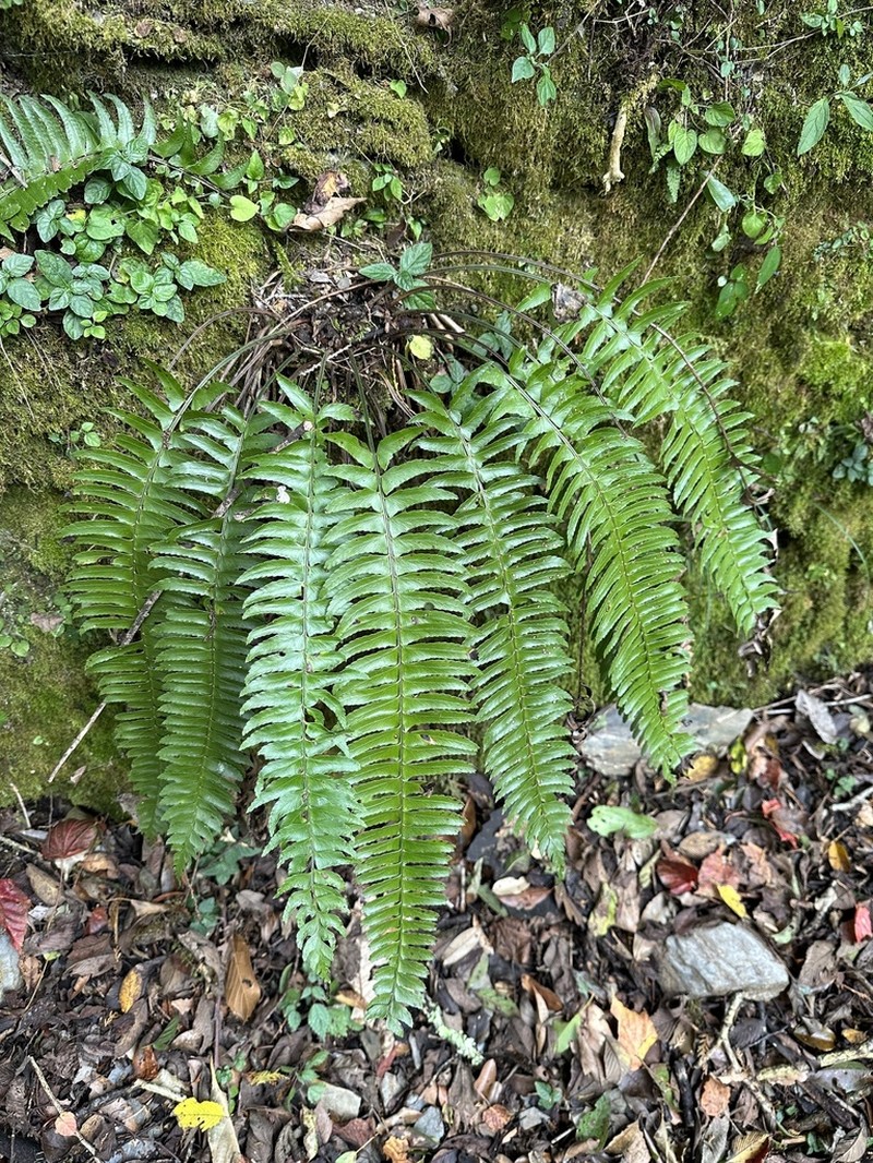 Polystichum acutidens photo 7