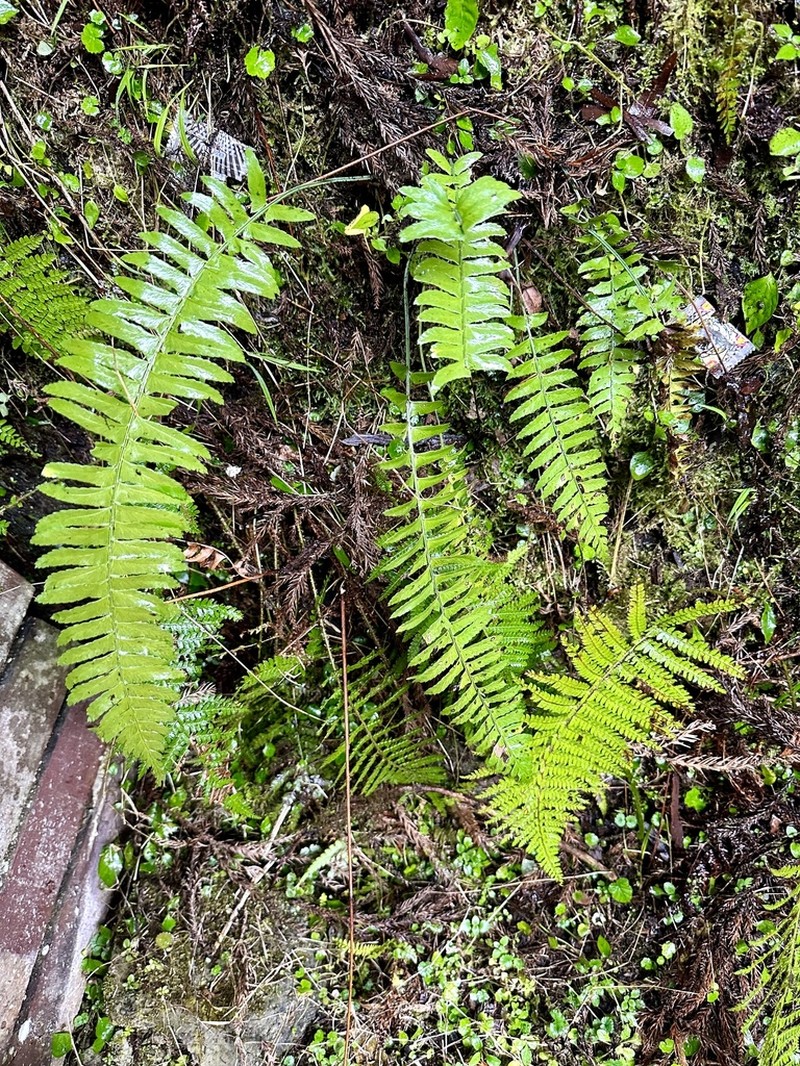 Polystichum acutidens photo 8