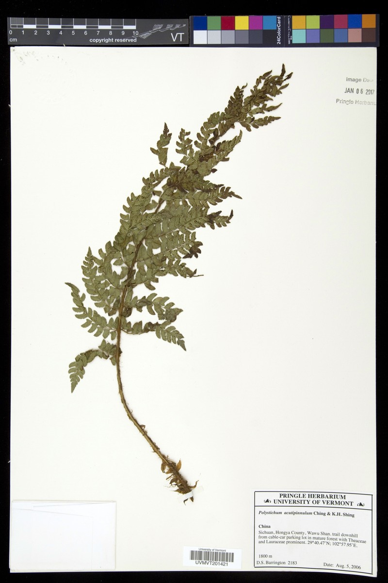 Polystichum acutipinnulum
