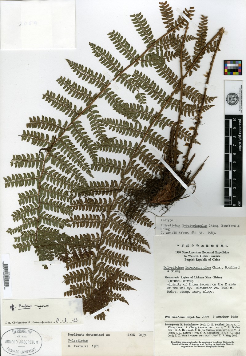 Polystichum acutipinnulum photo 2