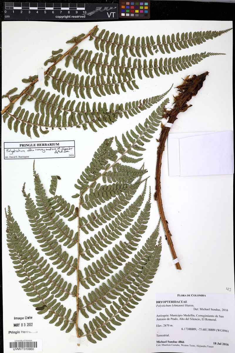 Polystichum albomarginatum
