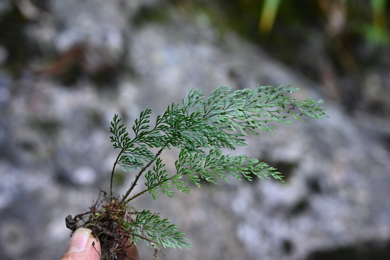 Polystichum alcicorne photo 2