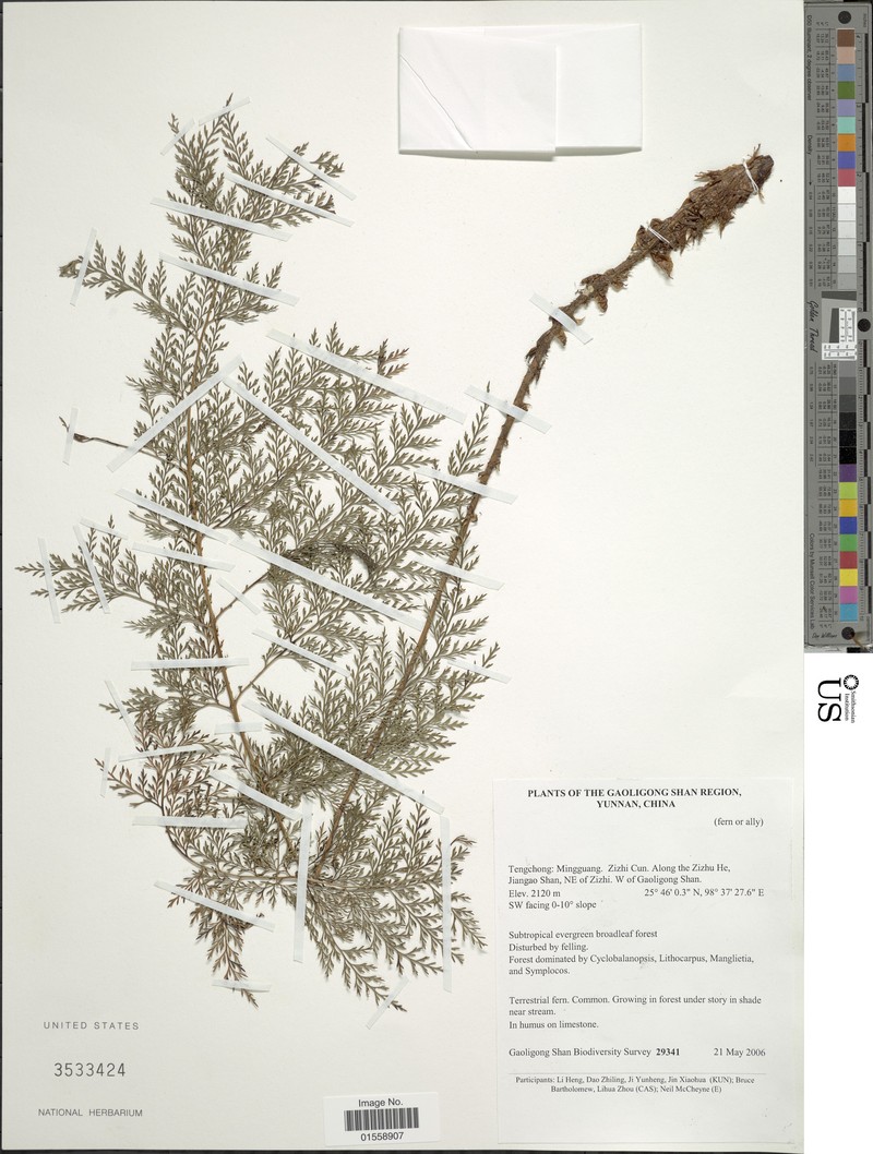 Polystichum alcicorne photo 3