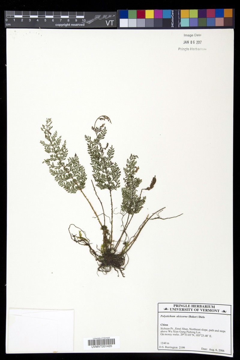 Polystichum alcicorne photo 4