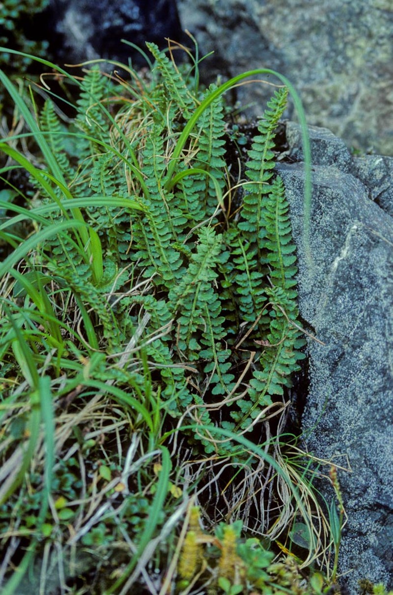 Aleutian Holly Fern