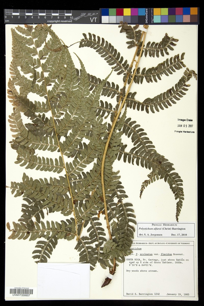 Polystichum alfaroi