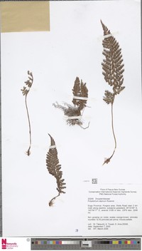 Polystichum alpinum