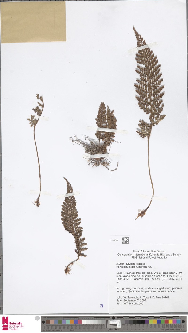 Polystichum alpinum