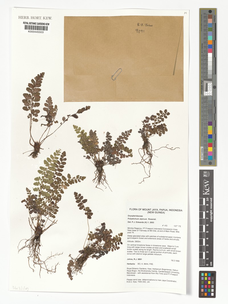 Polystichum alpinum photo 2