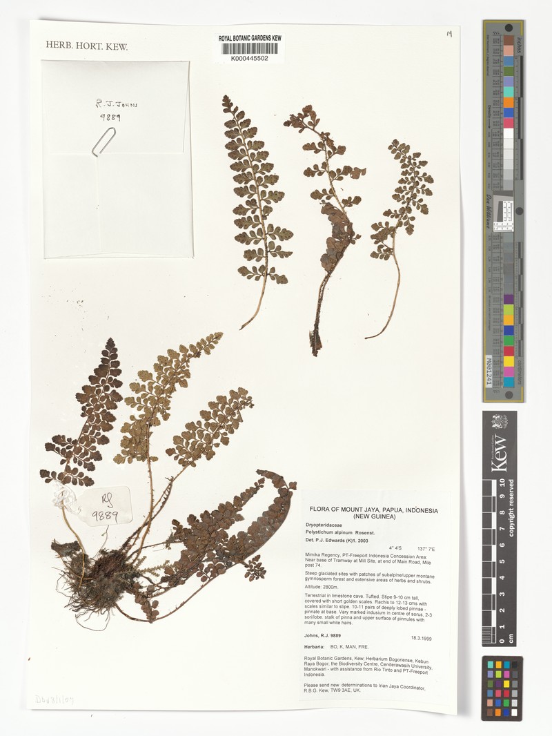 Polystichum alpinum photo 3
