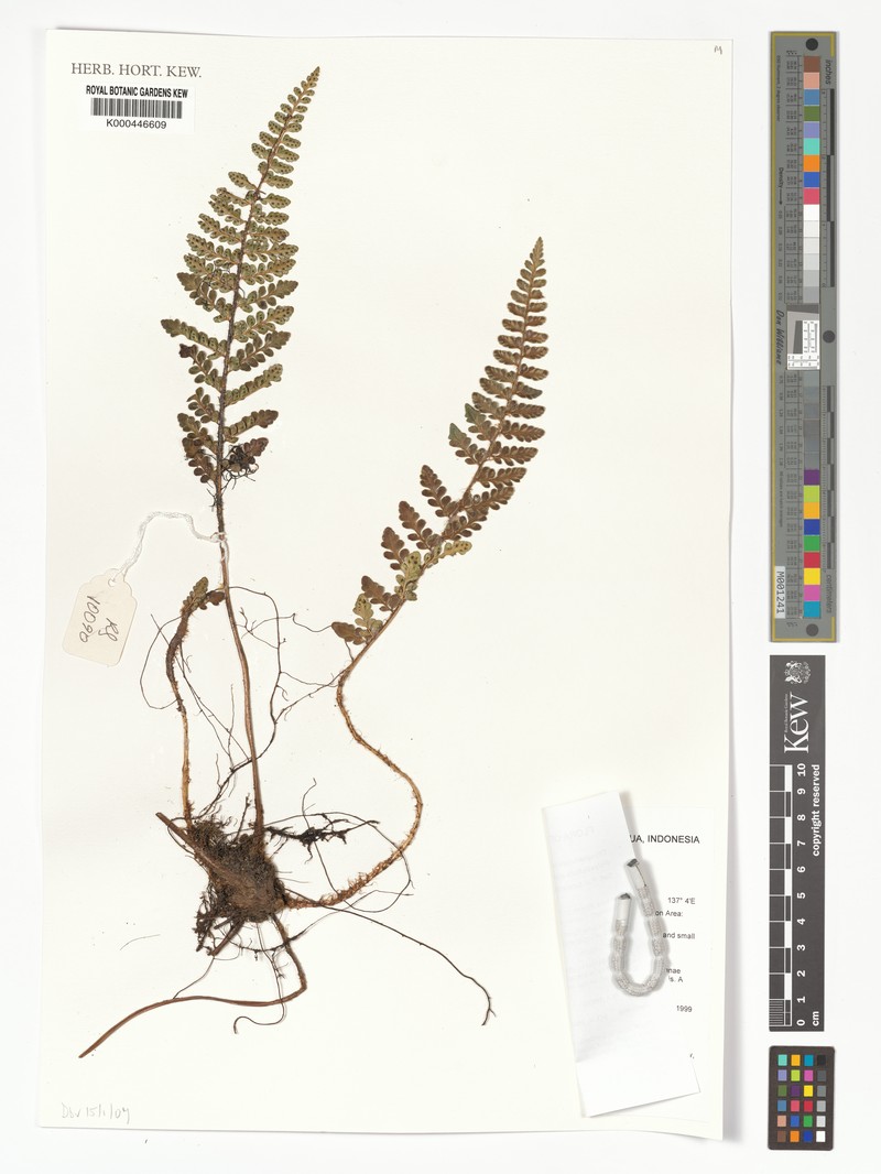 Polystichum alpinum photo 4