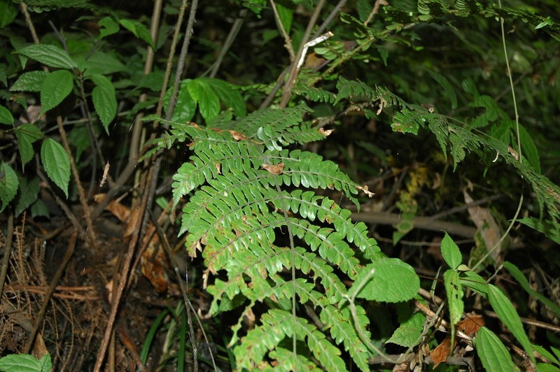 Polystichum altum