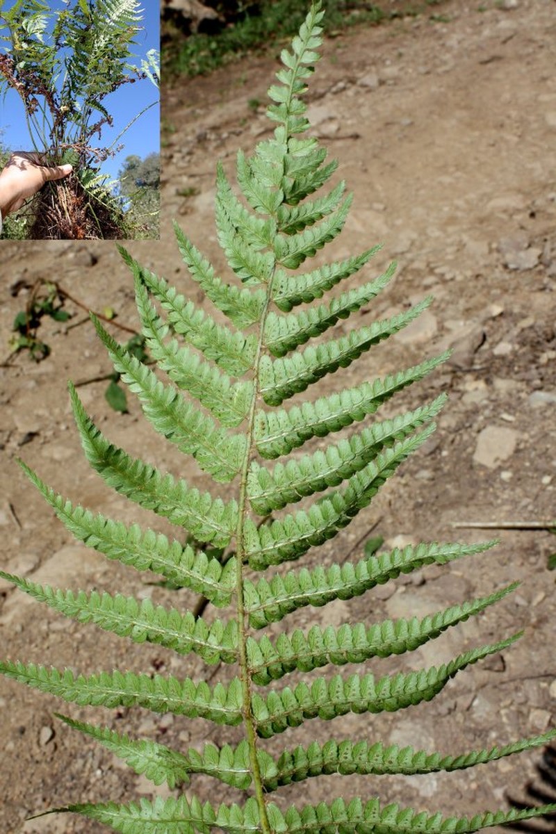 Polystichum amboroense