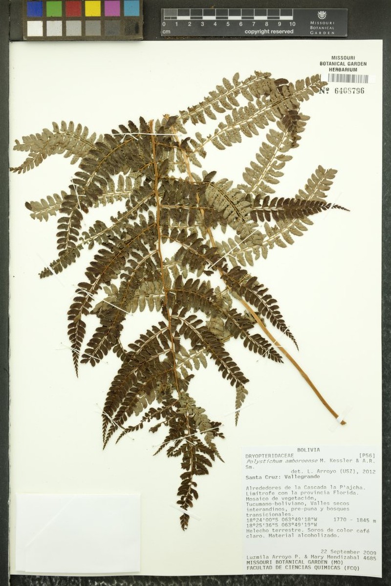 Polystichum amboroense photo 2